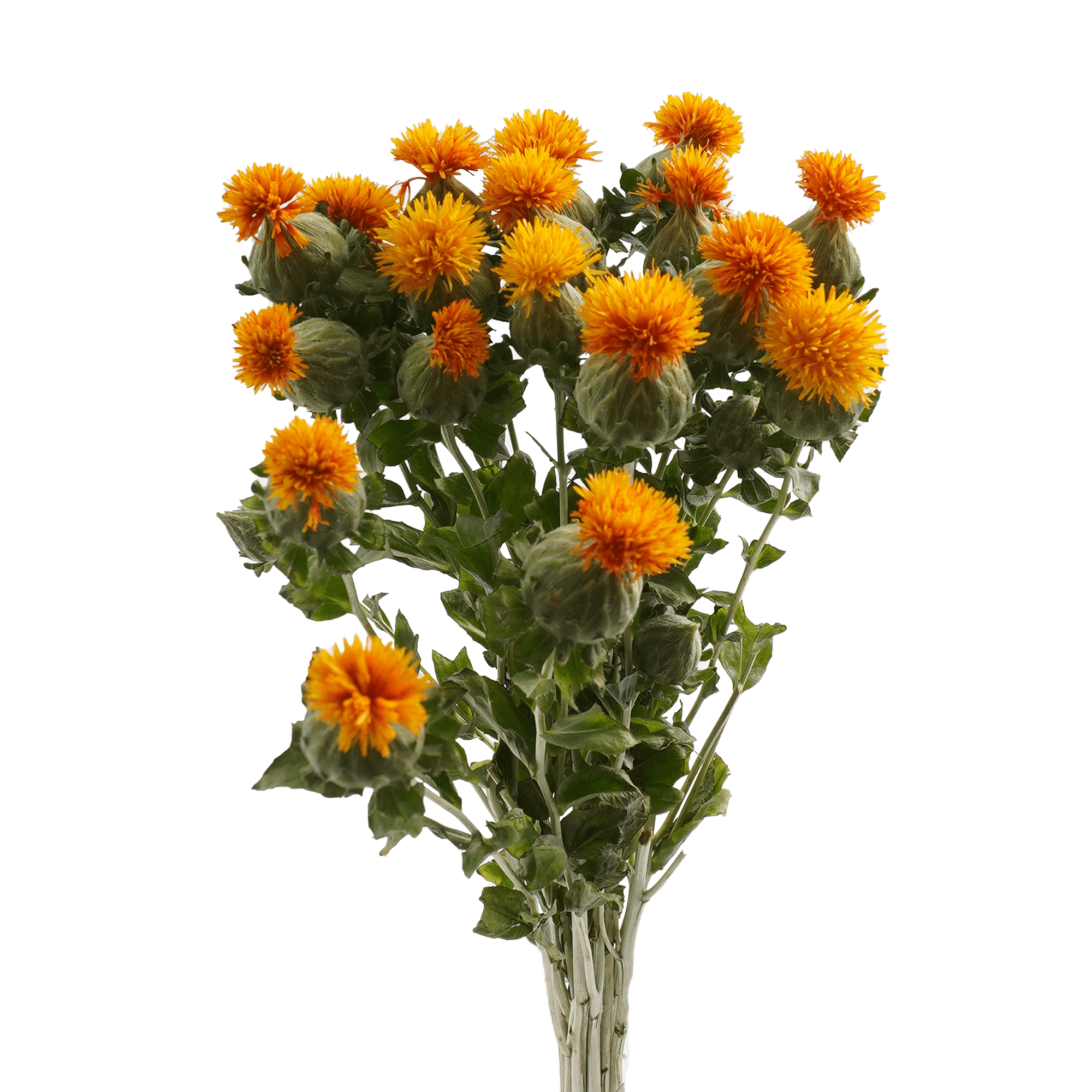 Carthamus Zanzibar Orange Select