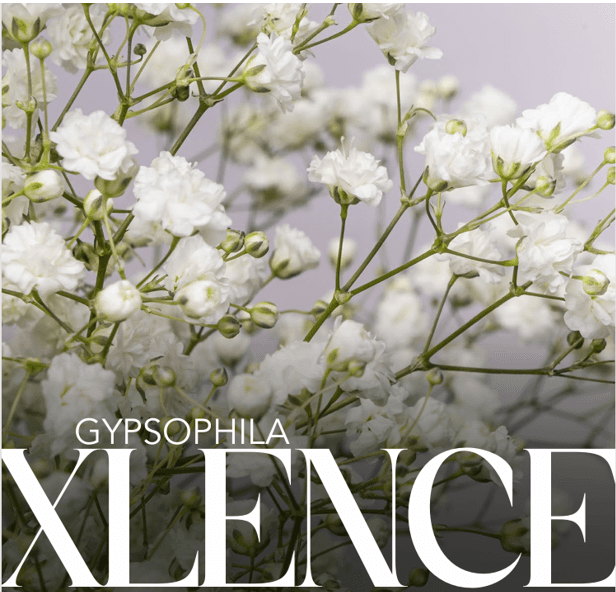 Gypsophilia Pyganflor Xlence White 250 Gram