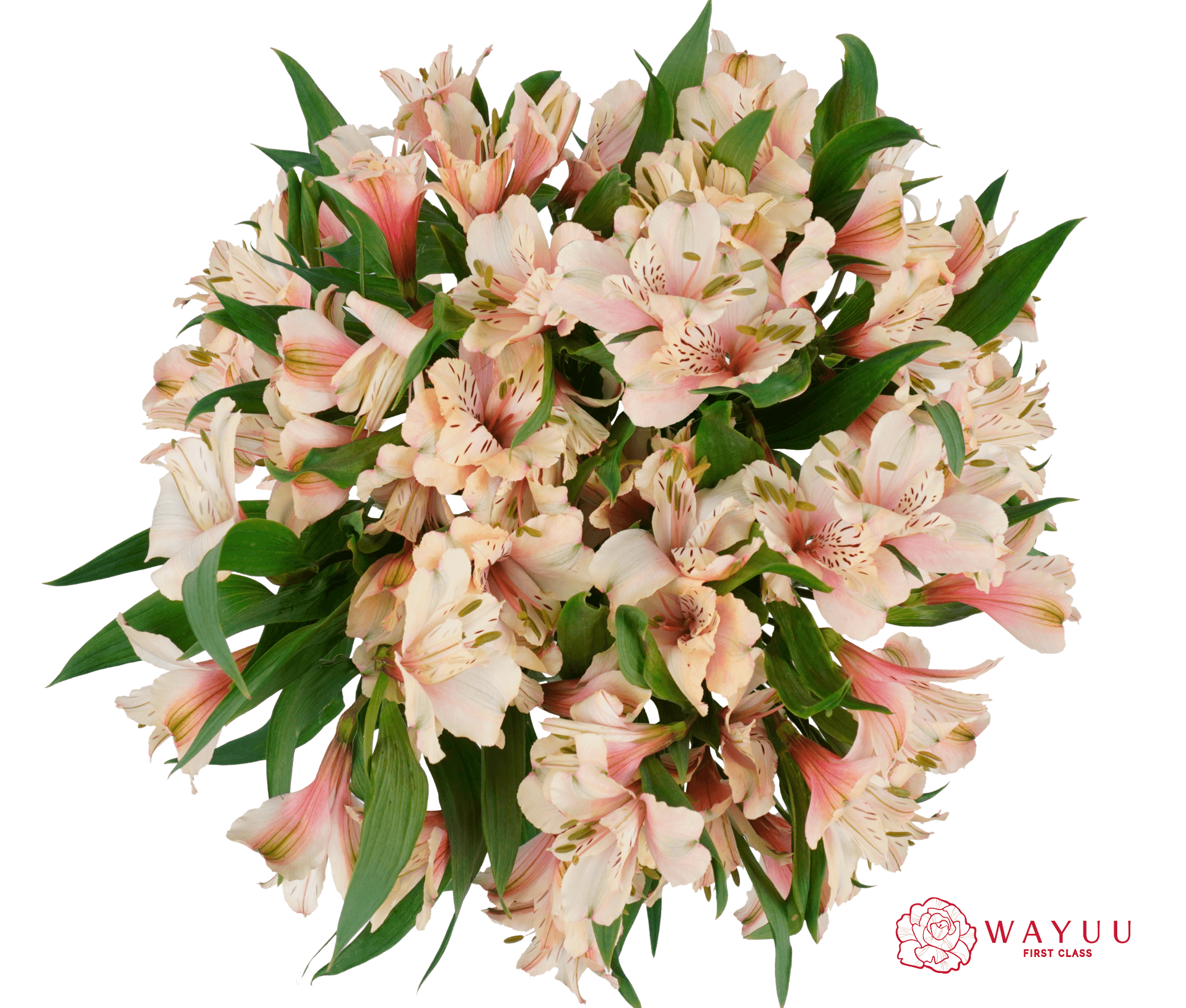 Alstroemeria Dirty Dancing Wayuu Peach Select