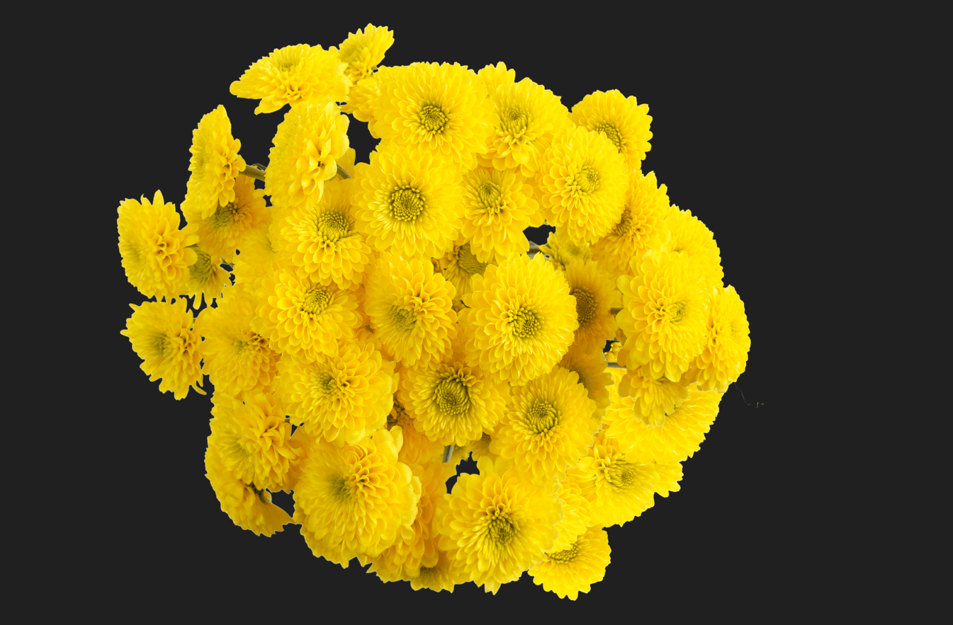 Pompon Button Bumble Bee Yellow Select