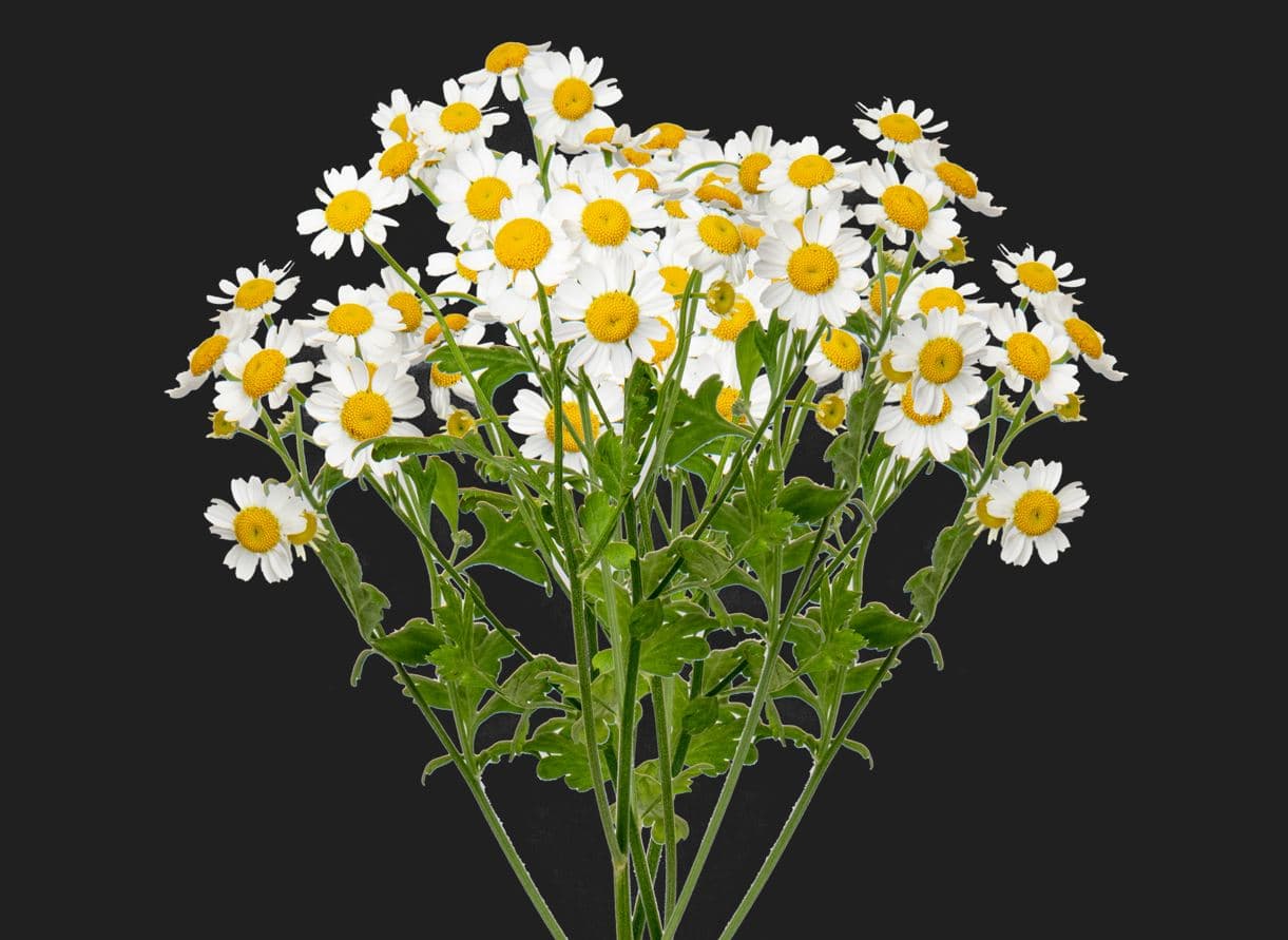 Matricaria Single White Select