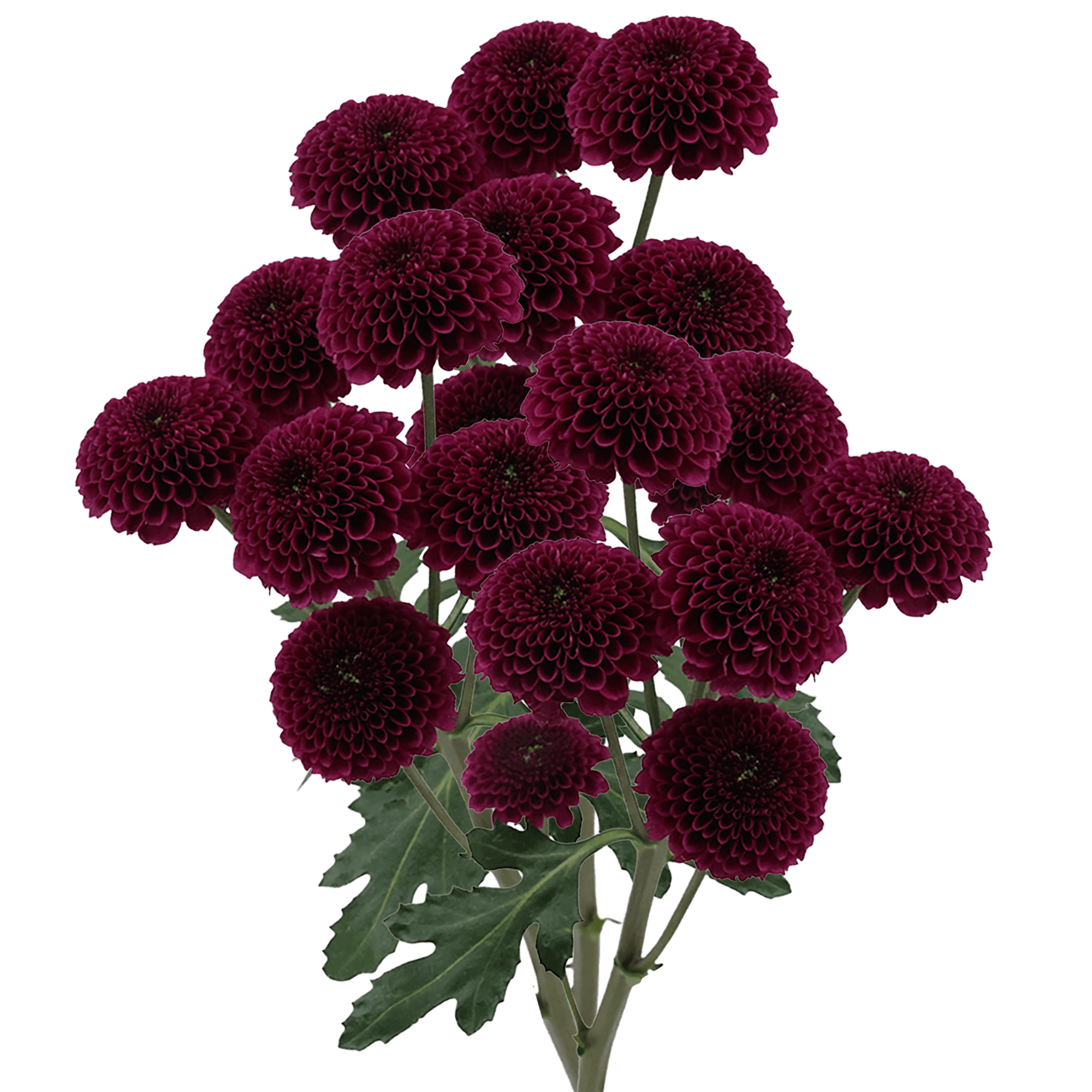 Pompon Button Purpetta Purple Select