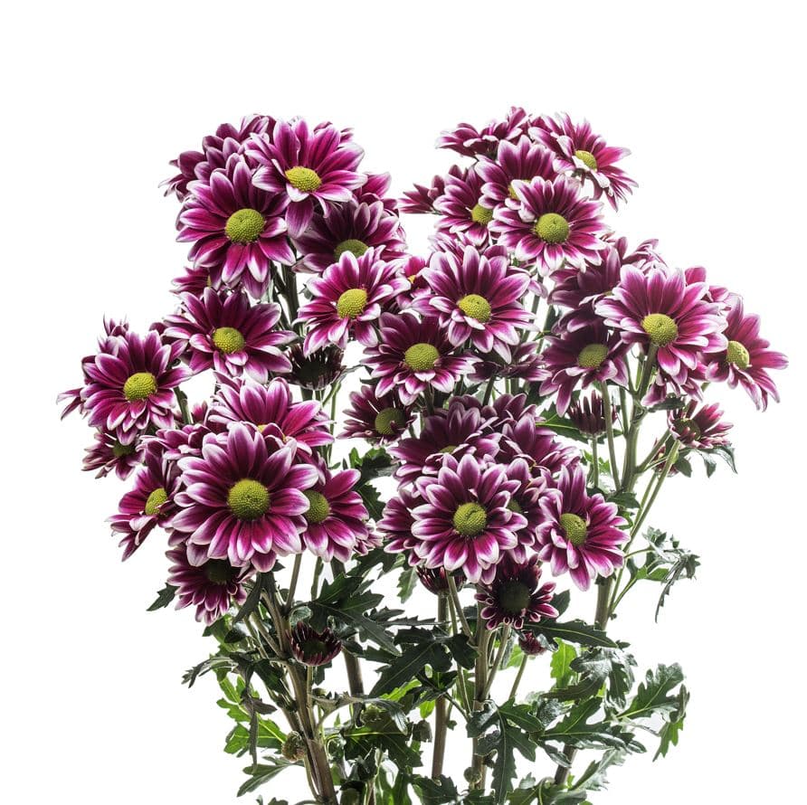 Pompon Daisy Ruble Bicolor Pur - White Select