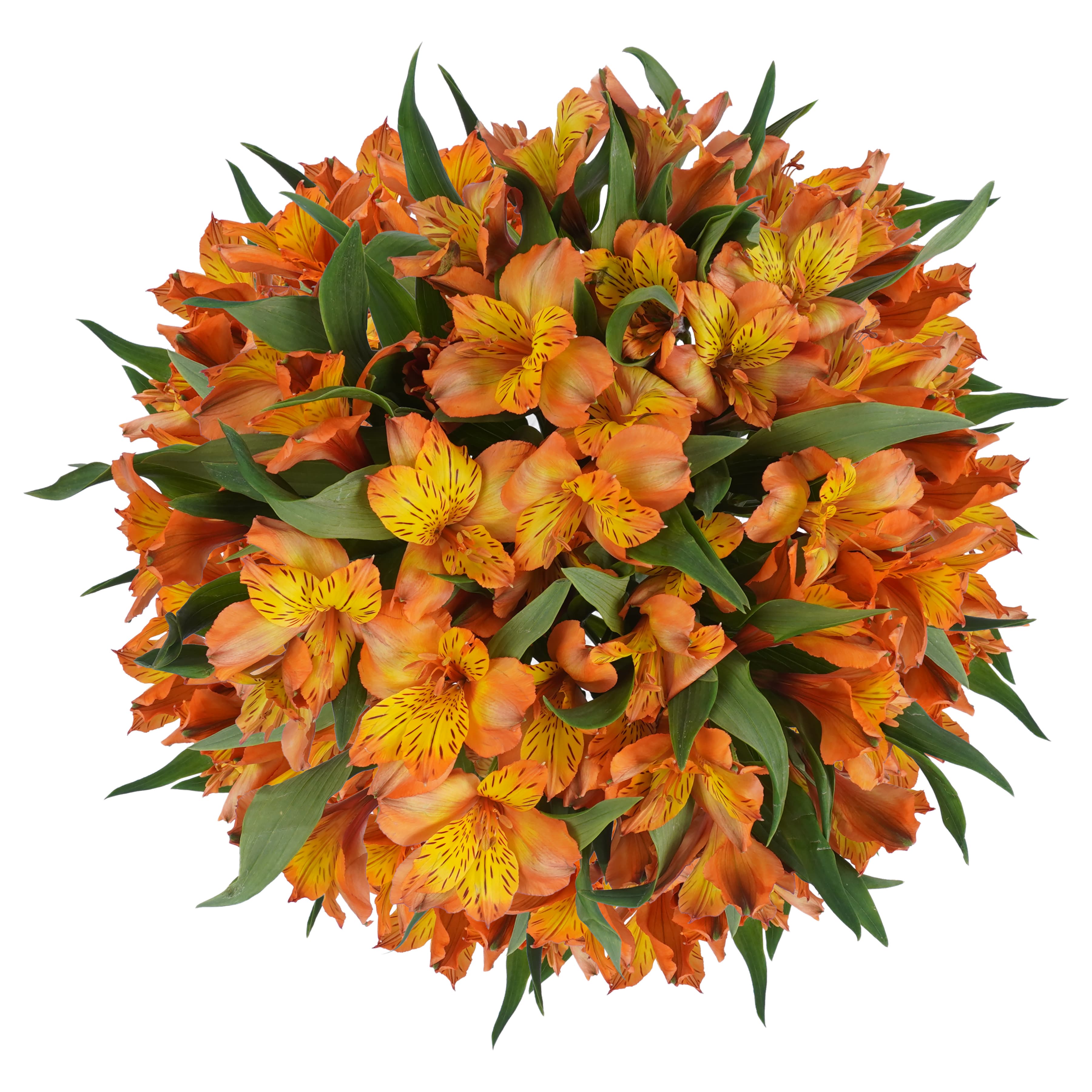 Alstroemeria Jaffa Wayuu Orange Select