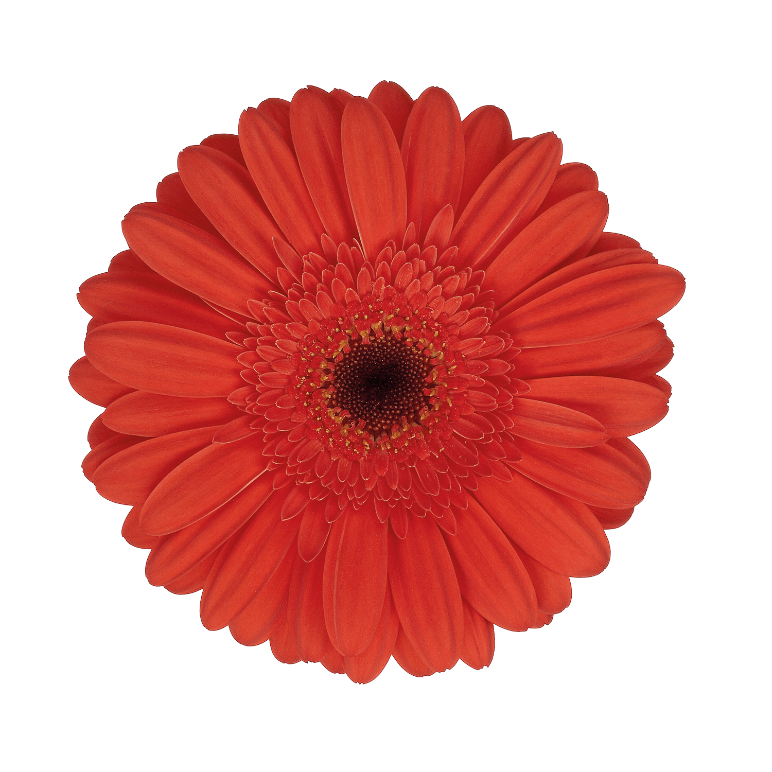 Gerbera Marinilla Orange Select