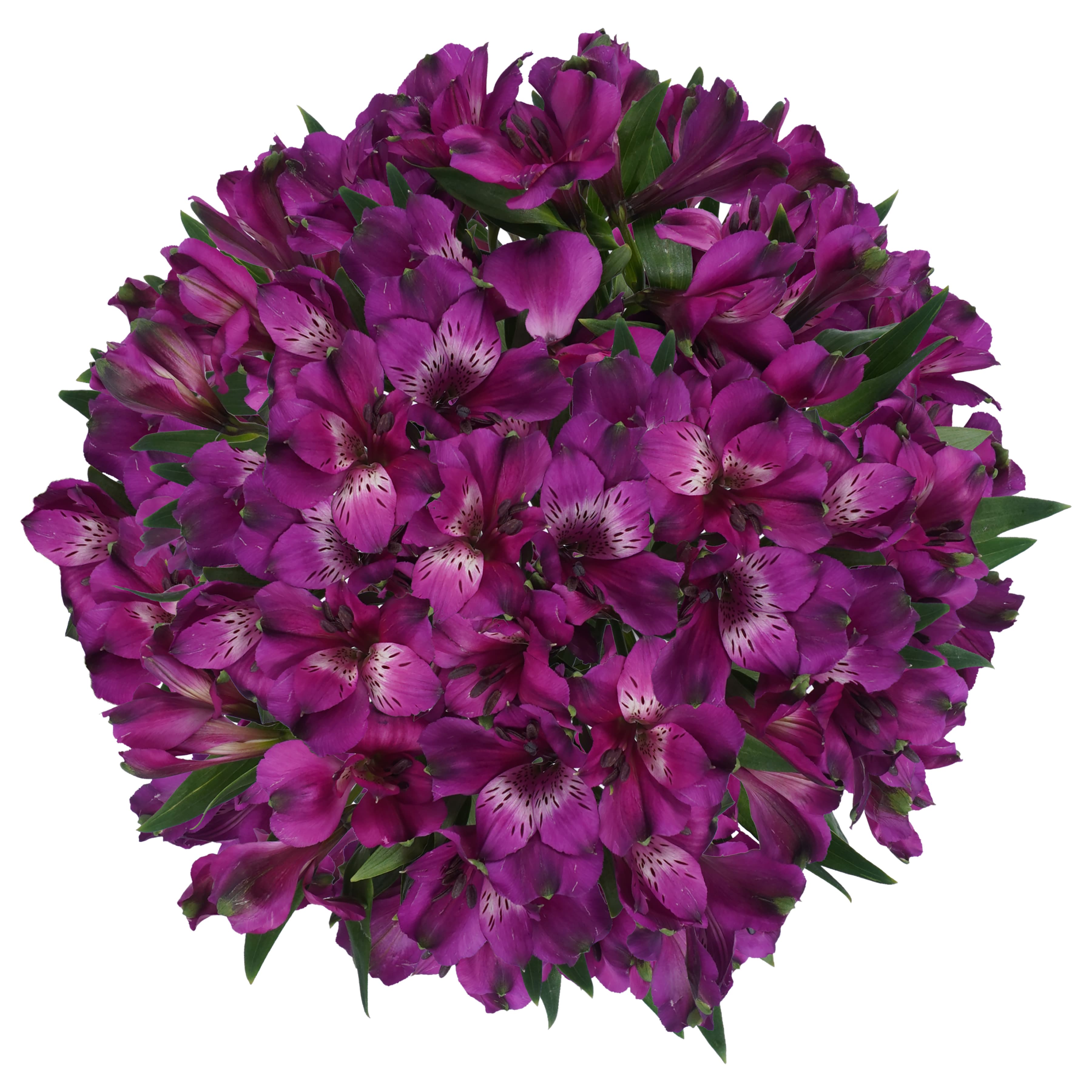 Alstroemeria Maracana Wayuu Purple Premium