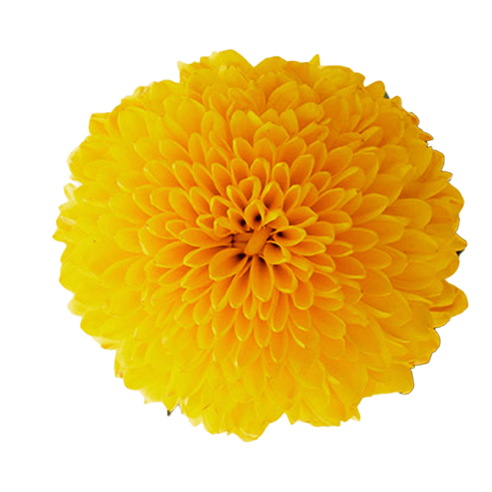 Bombon Paladov Sunny Yellow Select