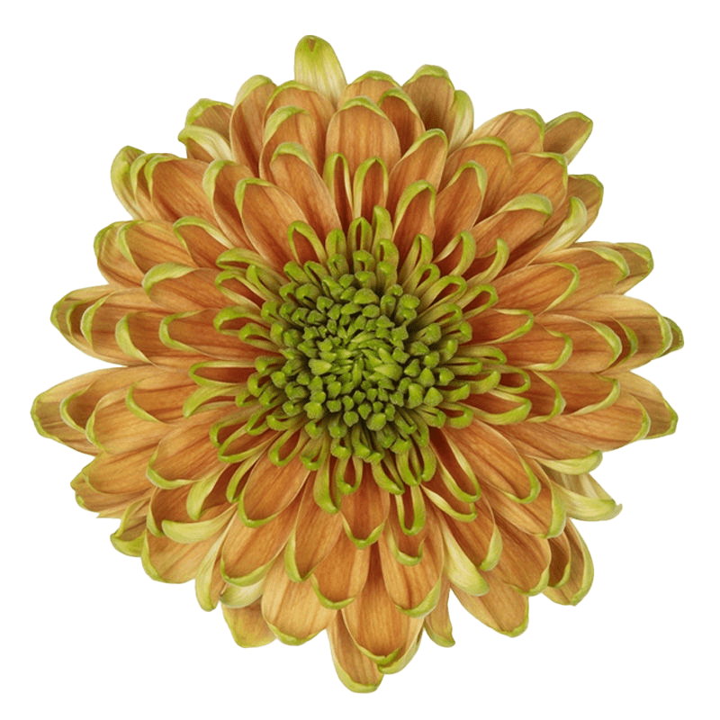 Mum Cremon Rossano Elizabeth Bicolor Green-bronze Select