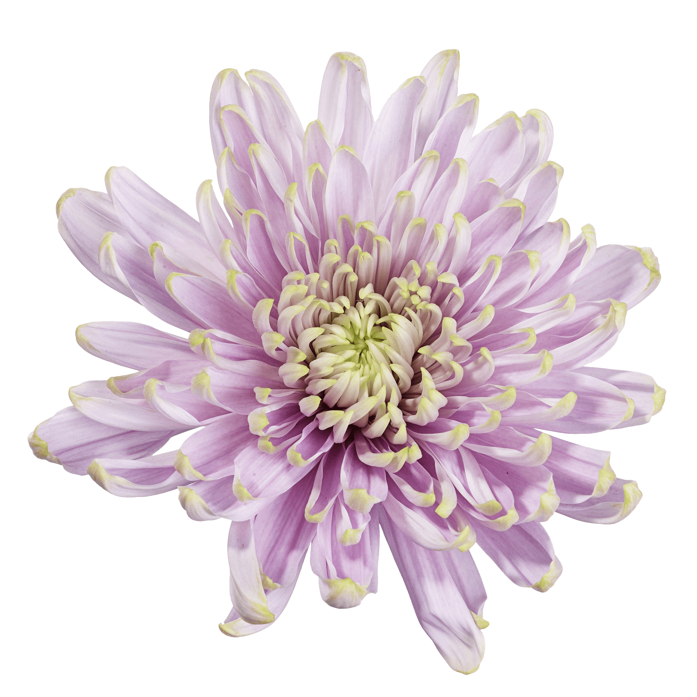 Mum Cremon Rossano Charlotte B/c Lavender-green Select