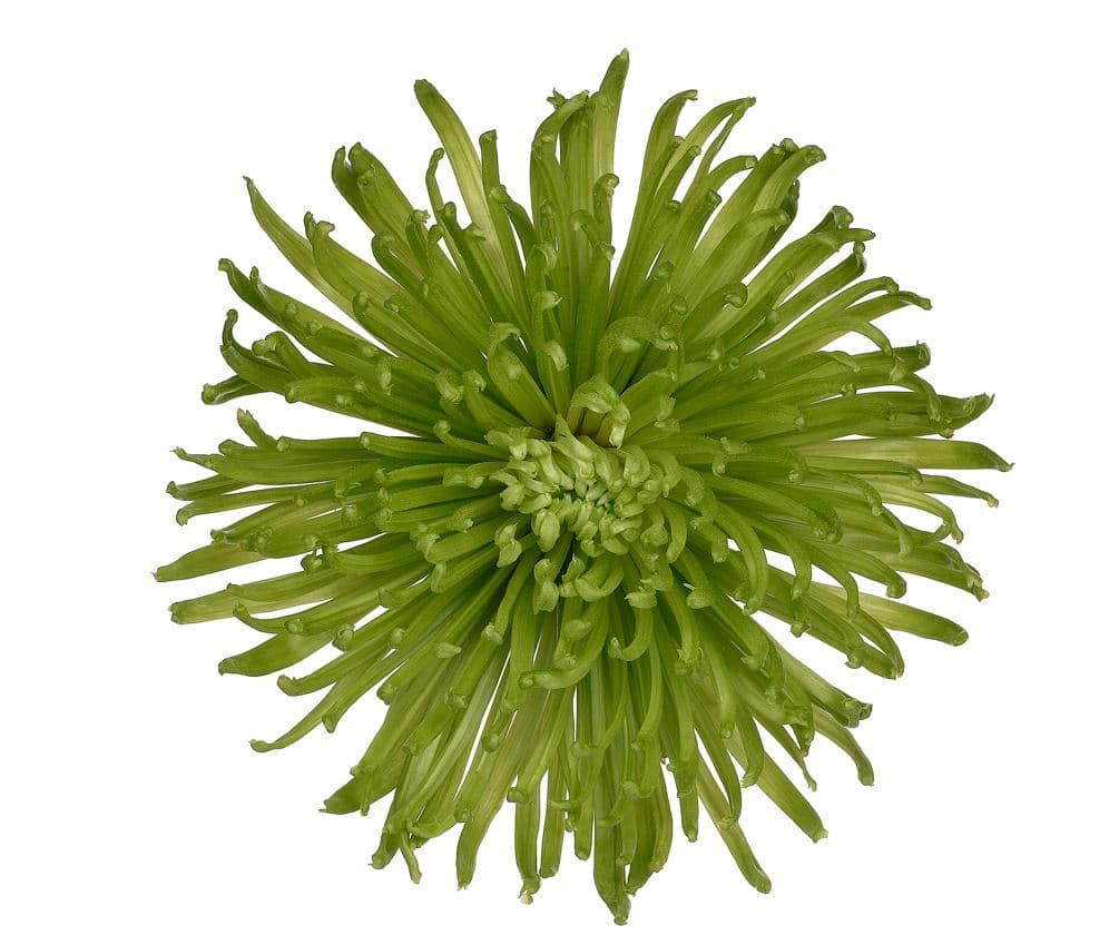 MUM SPIDER DARK GREEN ANASTASIA SELECT