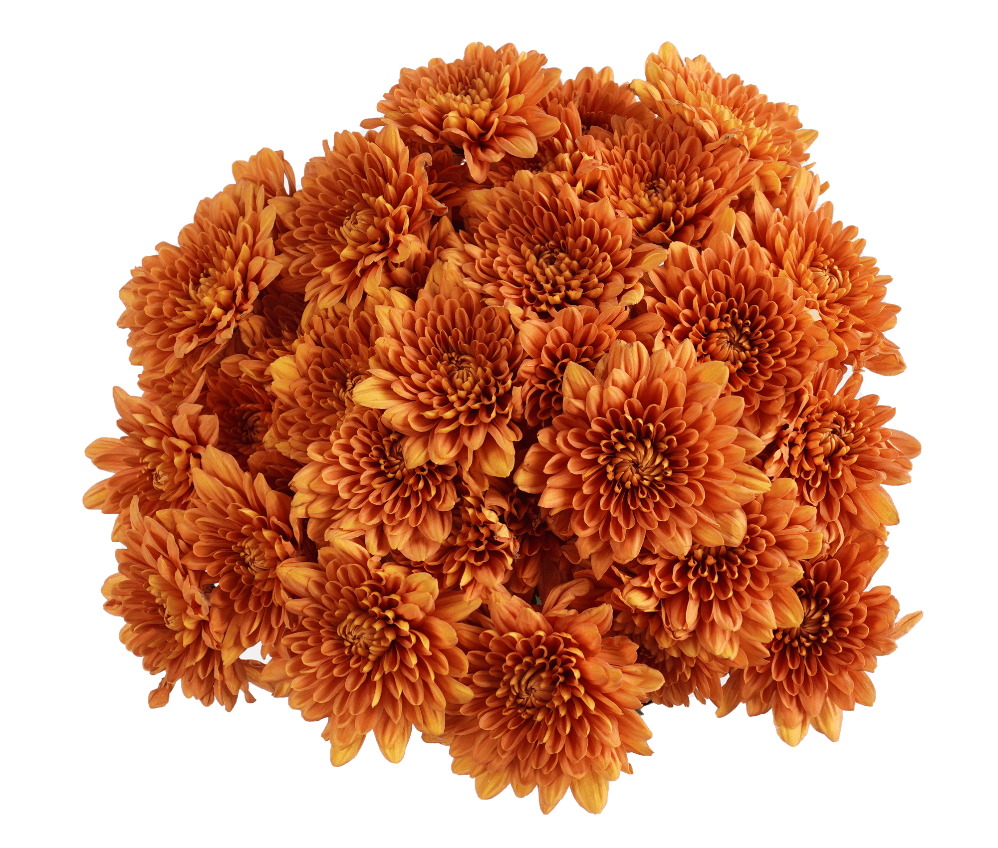 Pompon Cushion Appetit Bronze Select