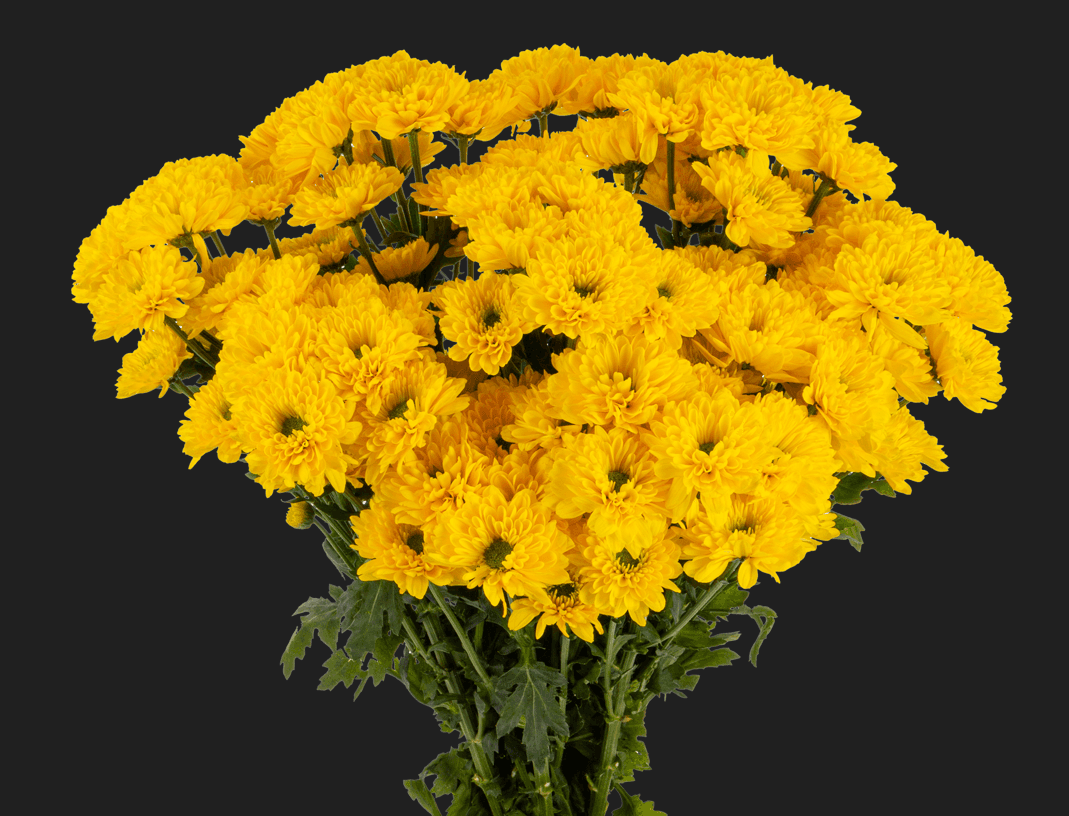 Pompon Novelty Cheddar Yellow Select