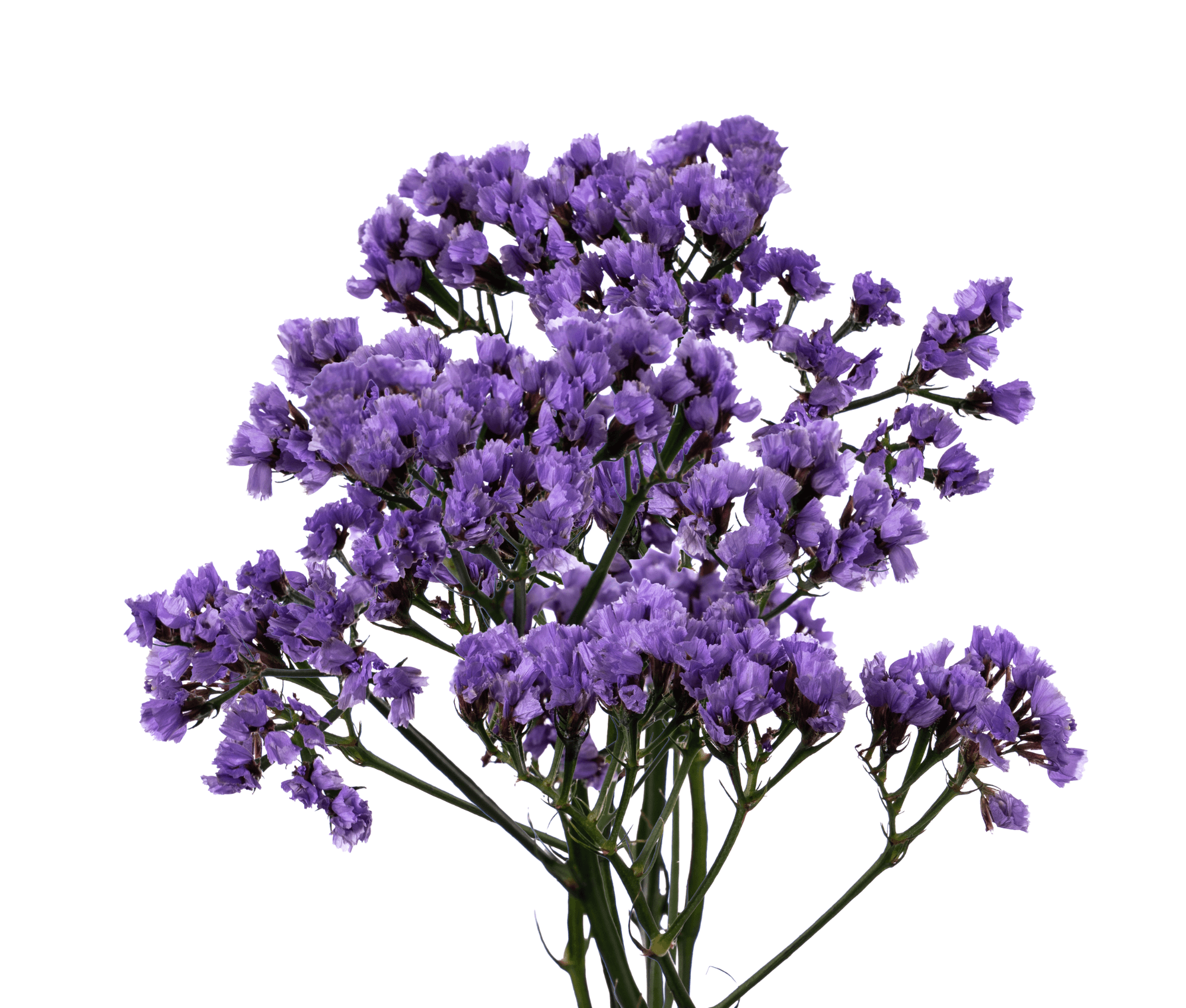 Statice Navy Sun Birds Purple Select