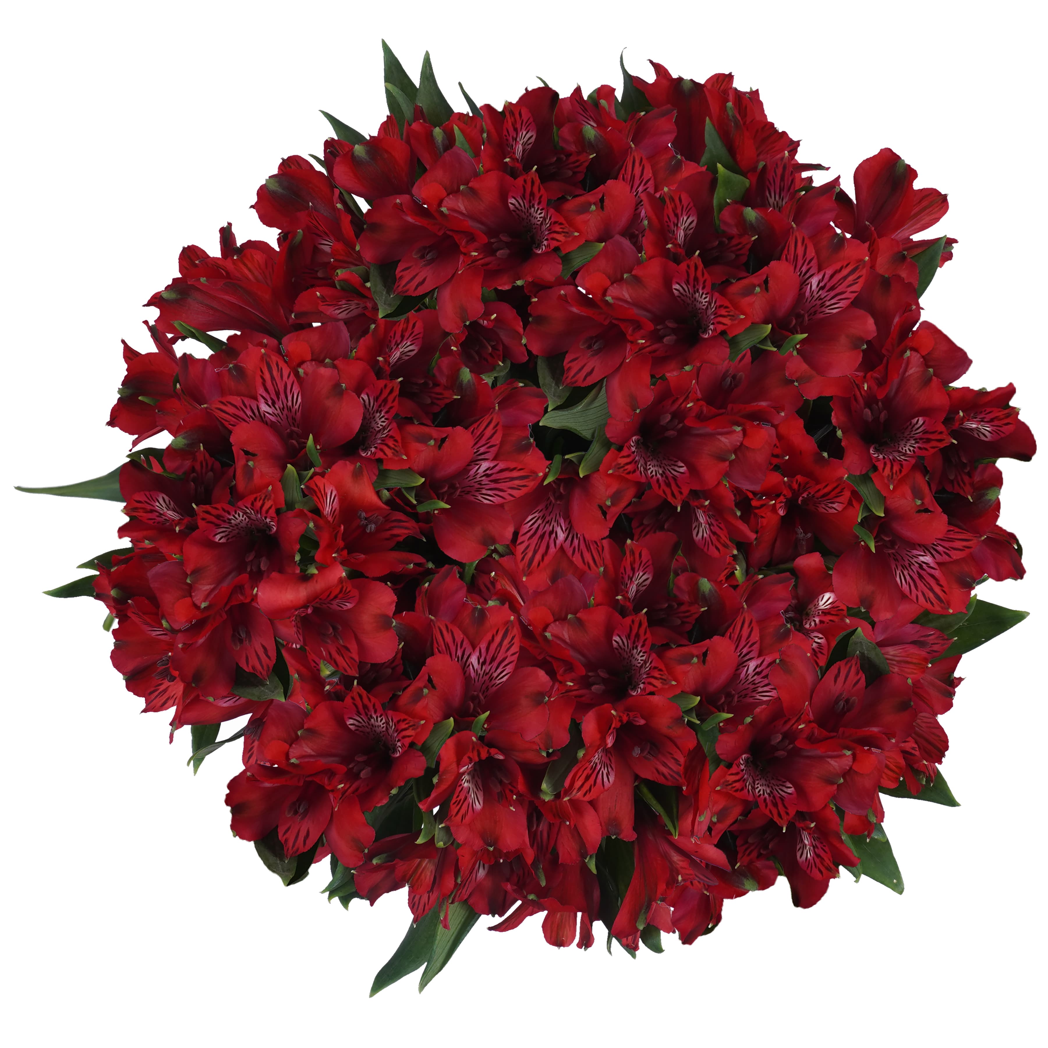 Alstroemeria Nadia Wayuu Red Select