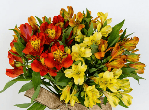 Alstroemeria Fall Pack Wayuu Assorted Select