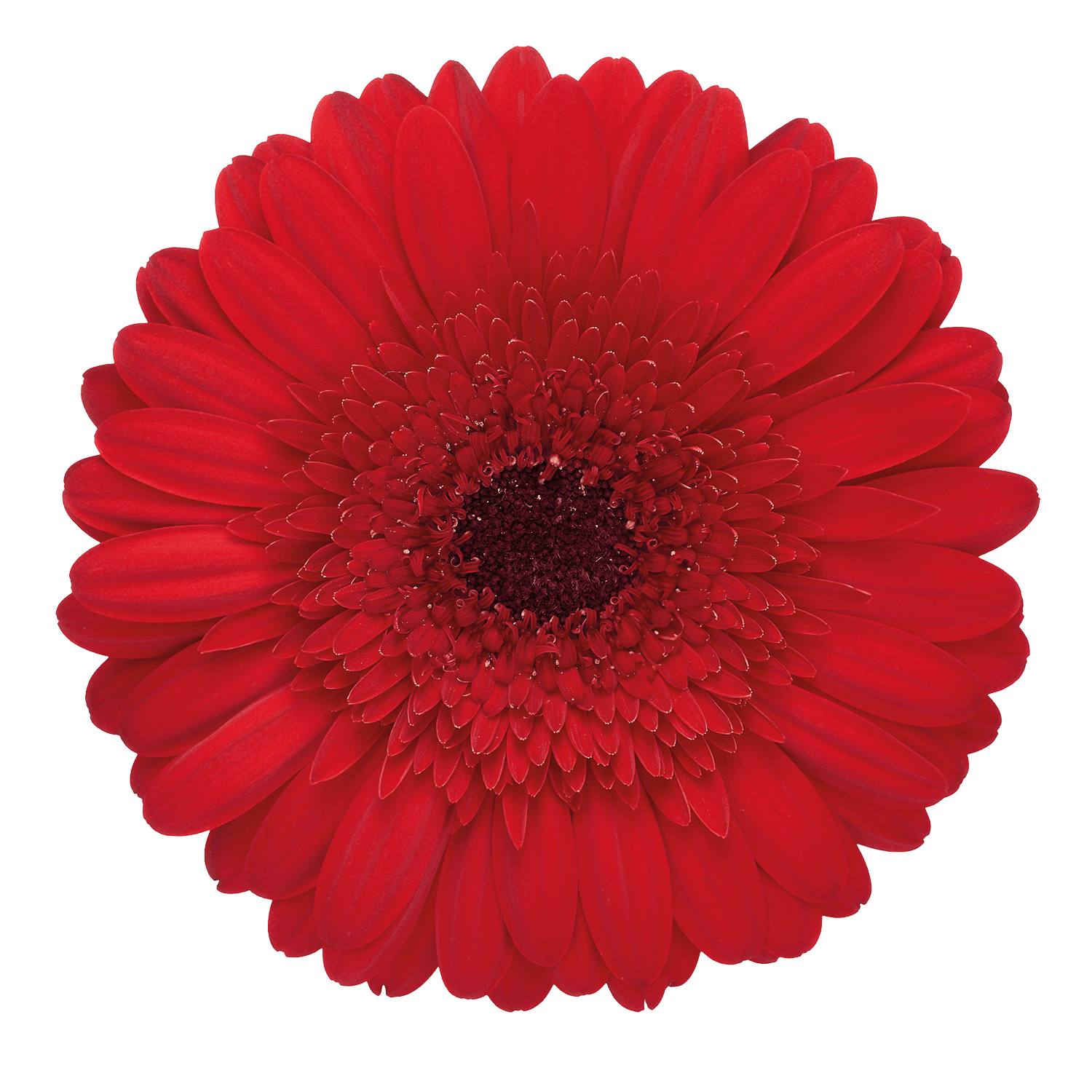 Gerbera Rioja Select