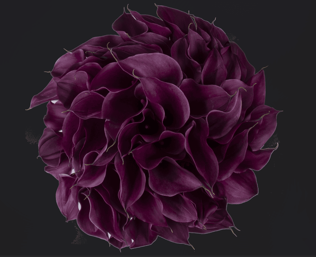 Minicallas Purple Spirit Purple 45 - 50 Cm