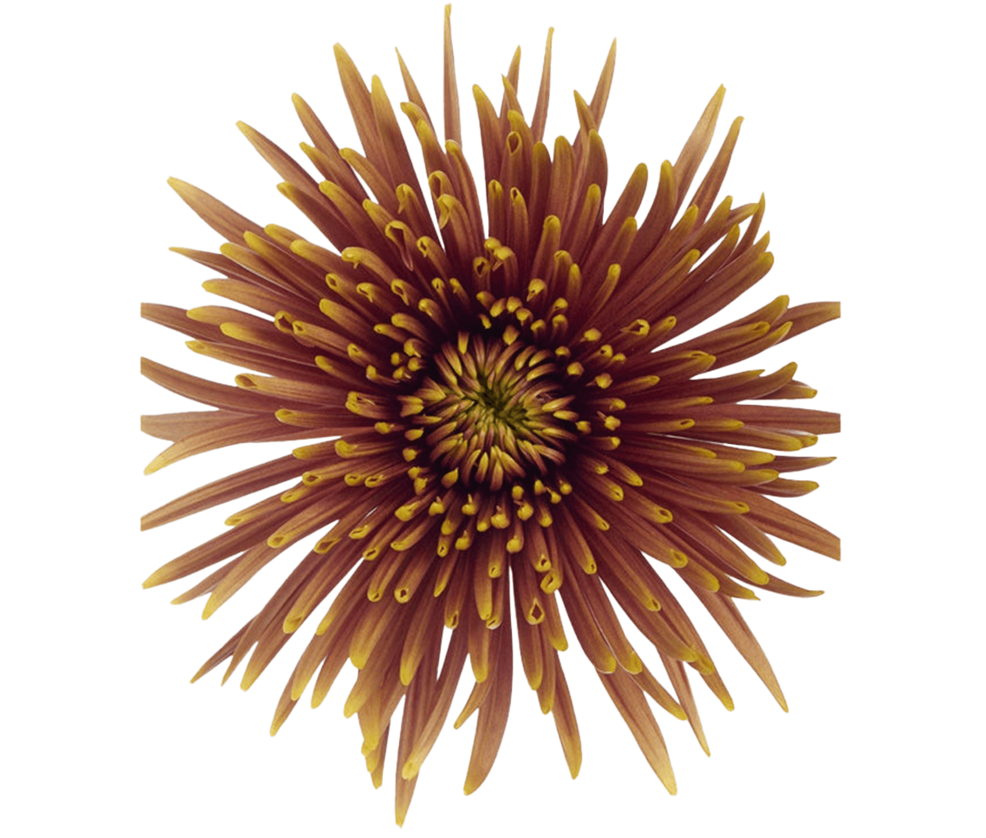 Mum Spider Saffina Bicolor Bronze Select