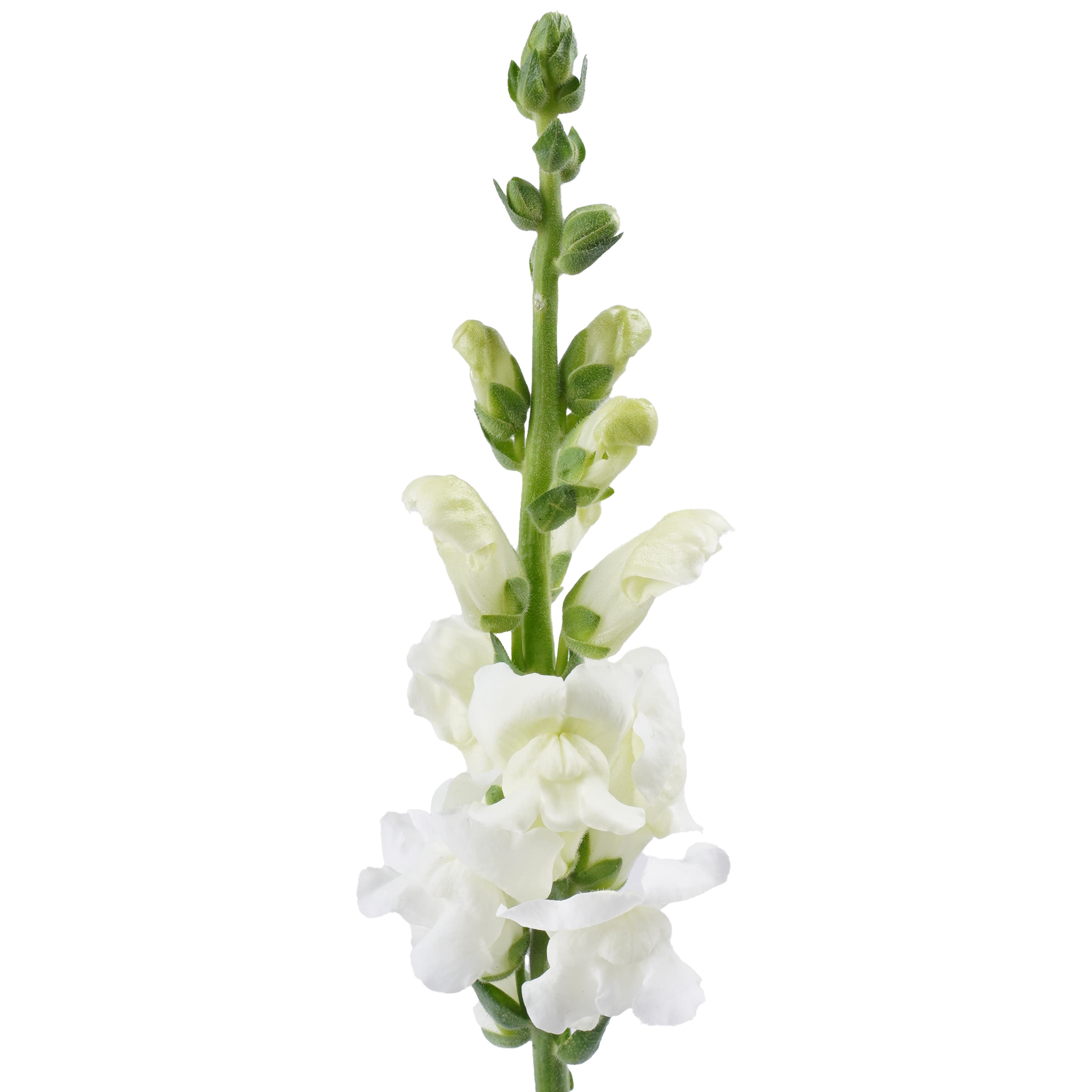 Snapdragon Potomac Early White White Select