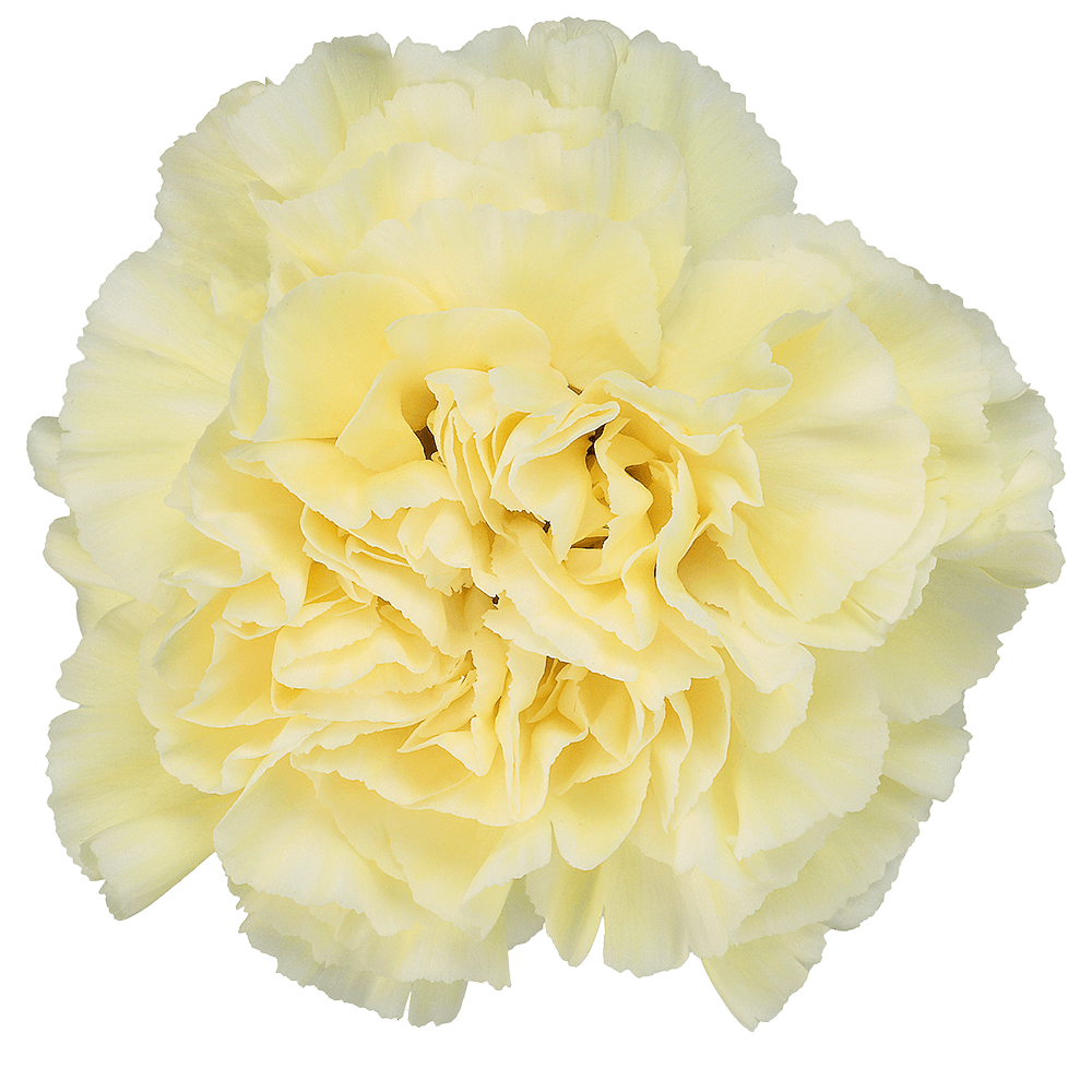 Carnation Elite Polimnia Cream Fancy