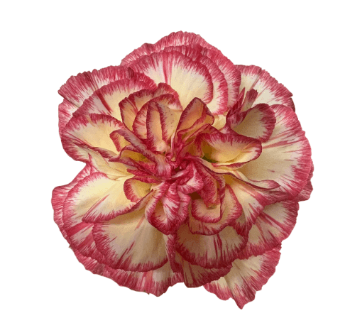 Carnation Elite Conference Bicolor Yellow - Red Select