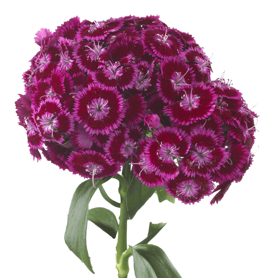 Dianthus Breanthus Jolly Bicolor Purple Pink Select