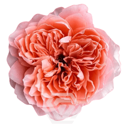 Garden Roses Dragonfly Coral 40-50
