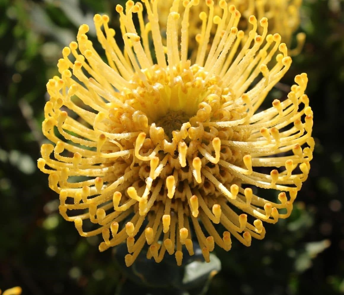 Pincushion Ayoba Sun Gold 50