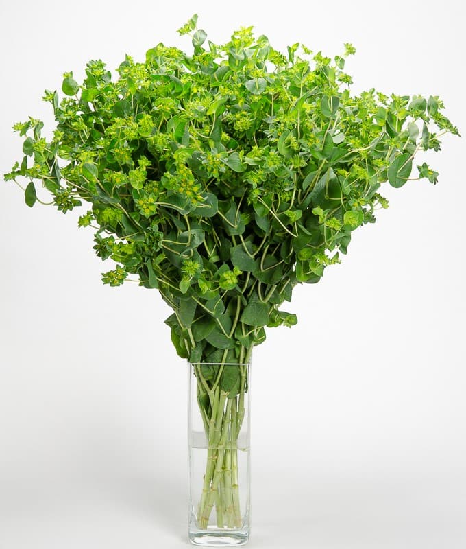 Bupleurum Bupleurum Green 60