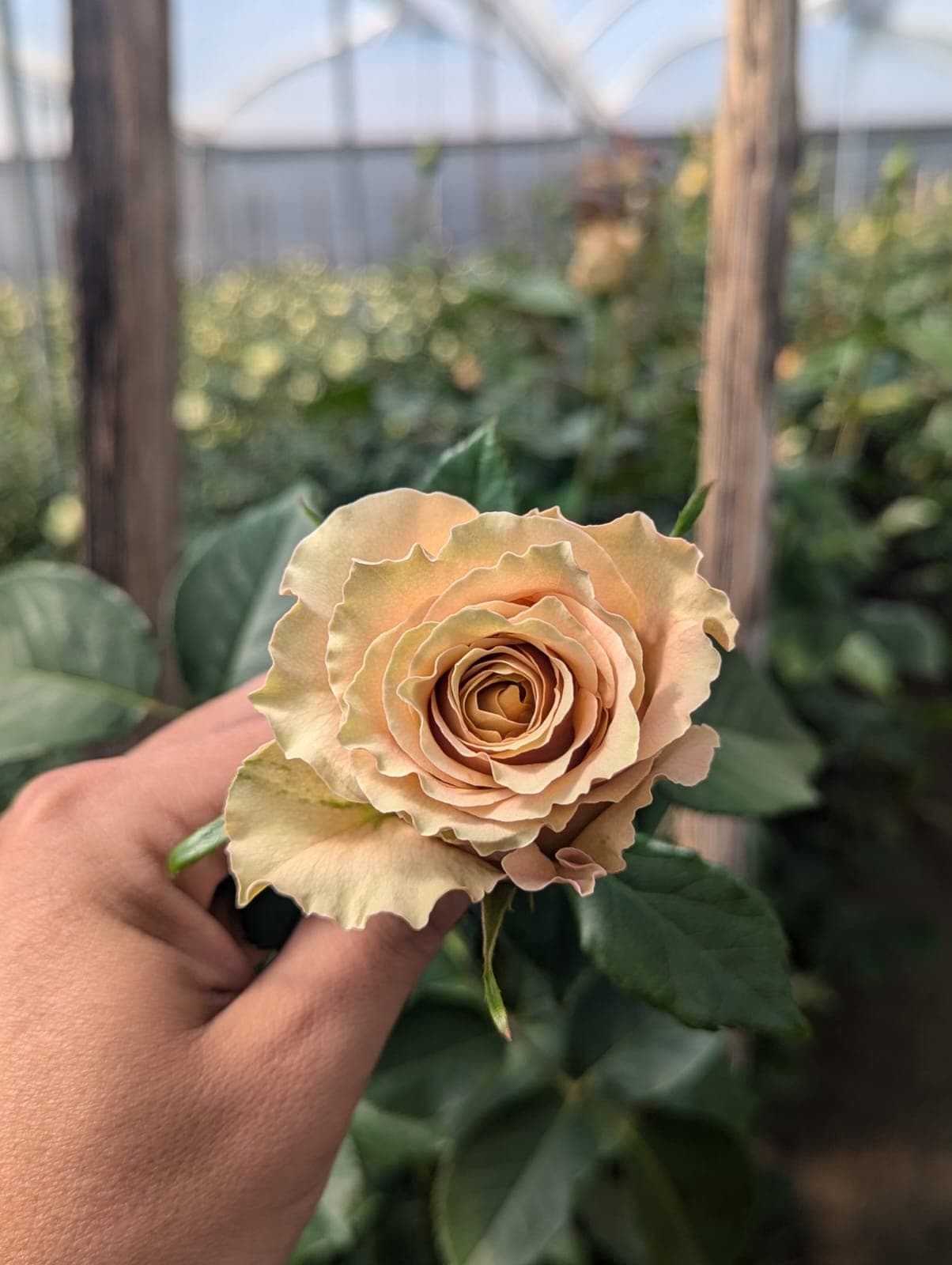 Roses Earthtone Caramel Macchiato 60