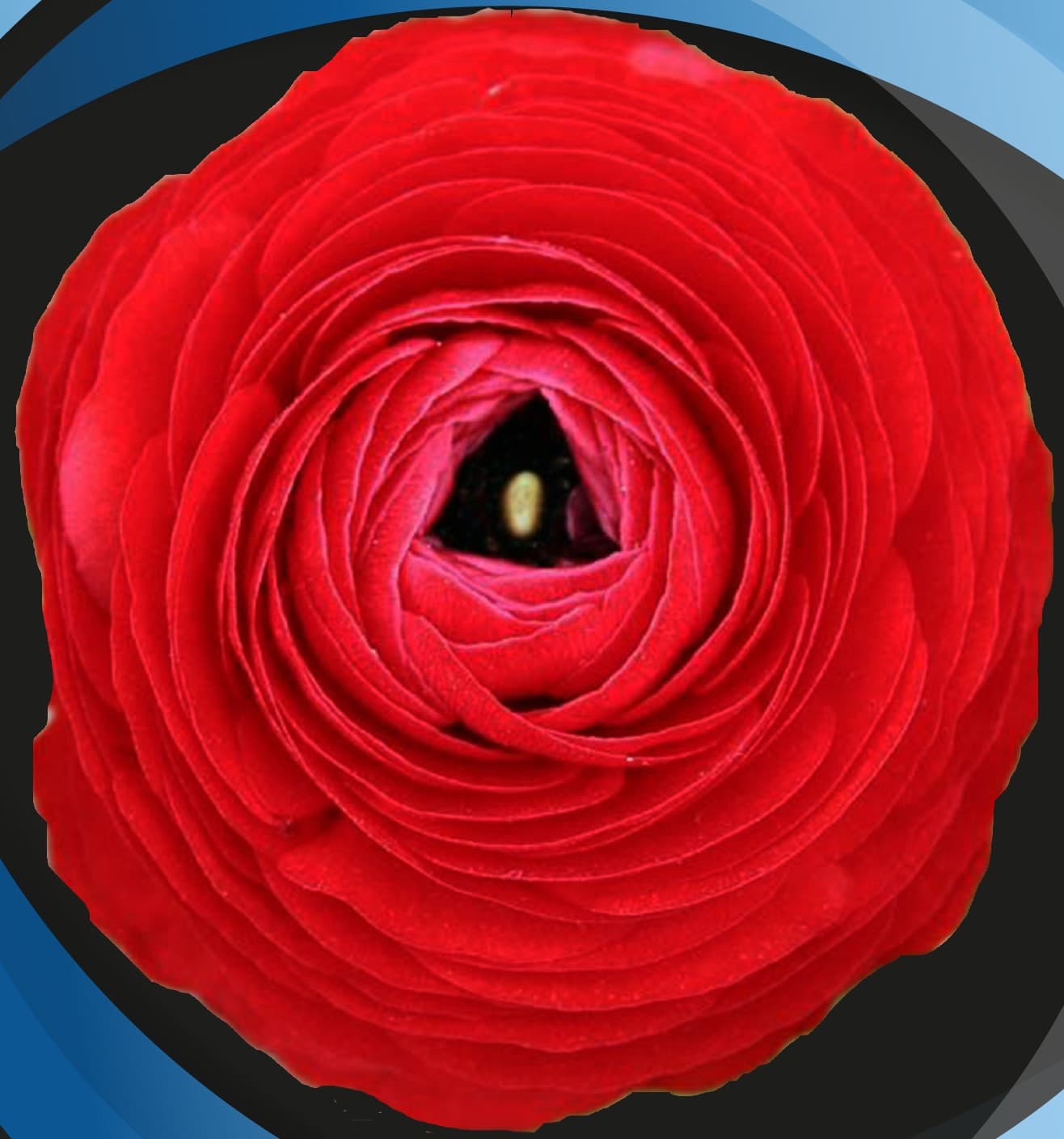 Ranunculus Red 30