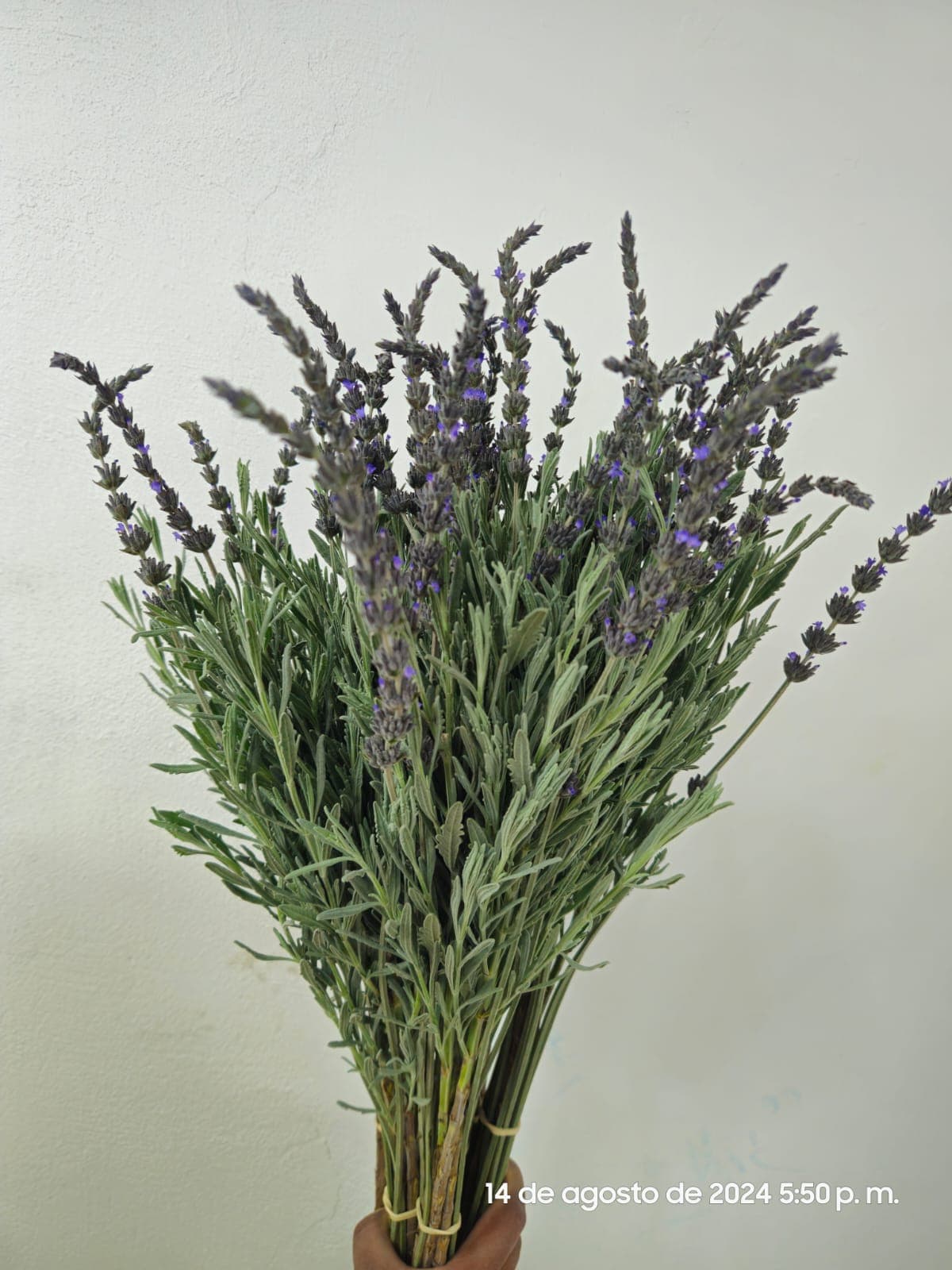 Bouquets Lavender Fresh Lavender W Foliage 70