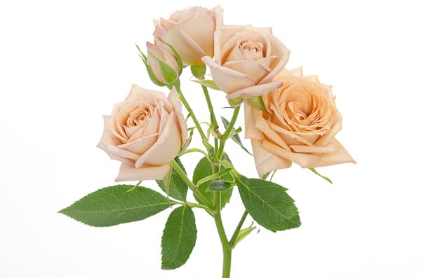 Sprayrose Earth Cream/beige 50