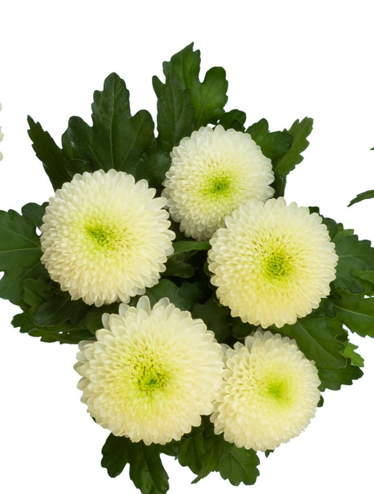 Mum/disbud Ball Zonar White