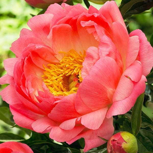 Peony Coral Sunset Coral 50