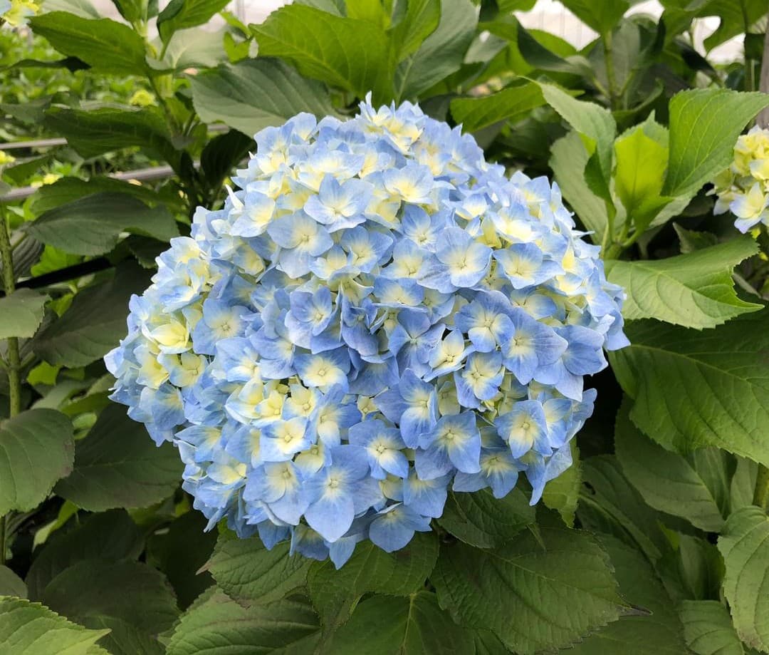 Hydrangea Bogotana Blue Green Super Select