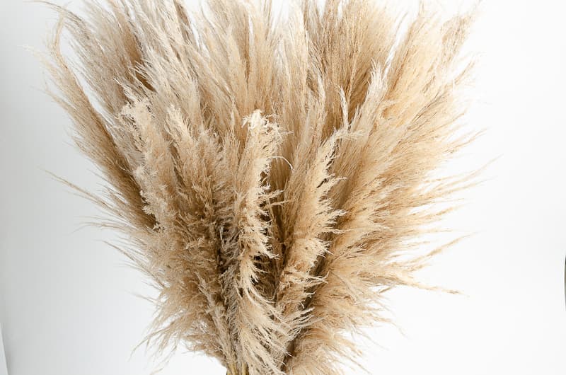 Pampas Grass Dried Natural 100