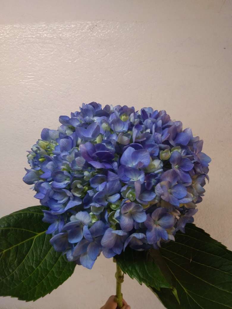 Hydrangea Dark Blue Super Select