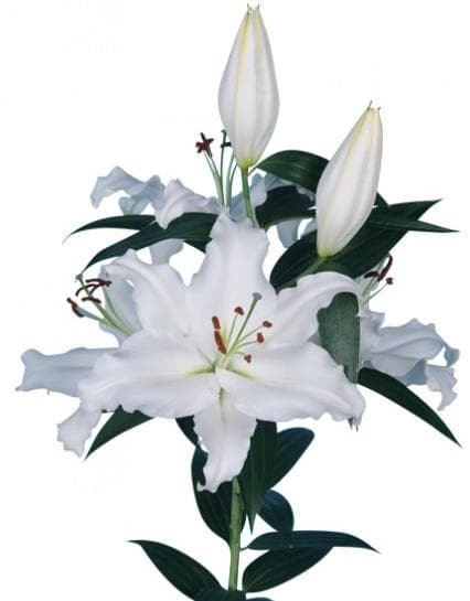 Lilies White Oriental Monteneu 3-5 Blooms