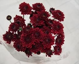 Pom Button Hotrod Red