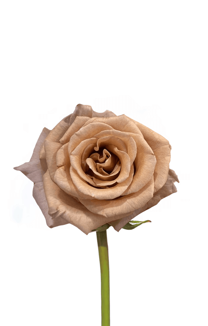 Roses Earthtone Nude 50