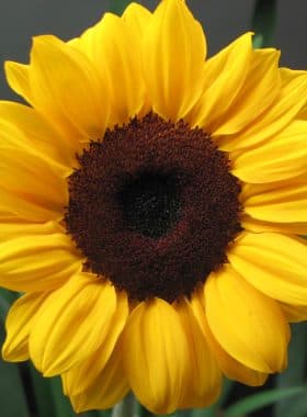 Sunflower Black Center Van Gogh Petite
