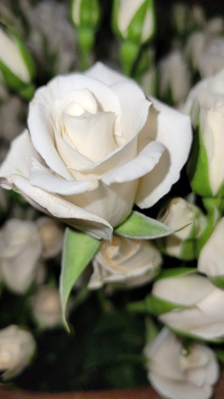 Sprayrose Cream Galaxy 50
