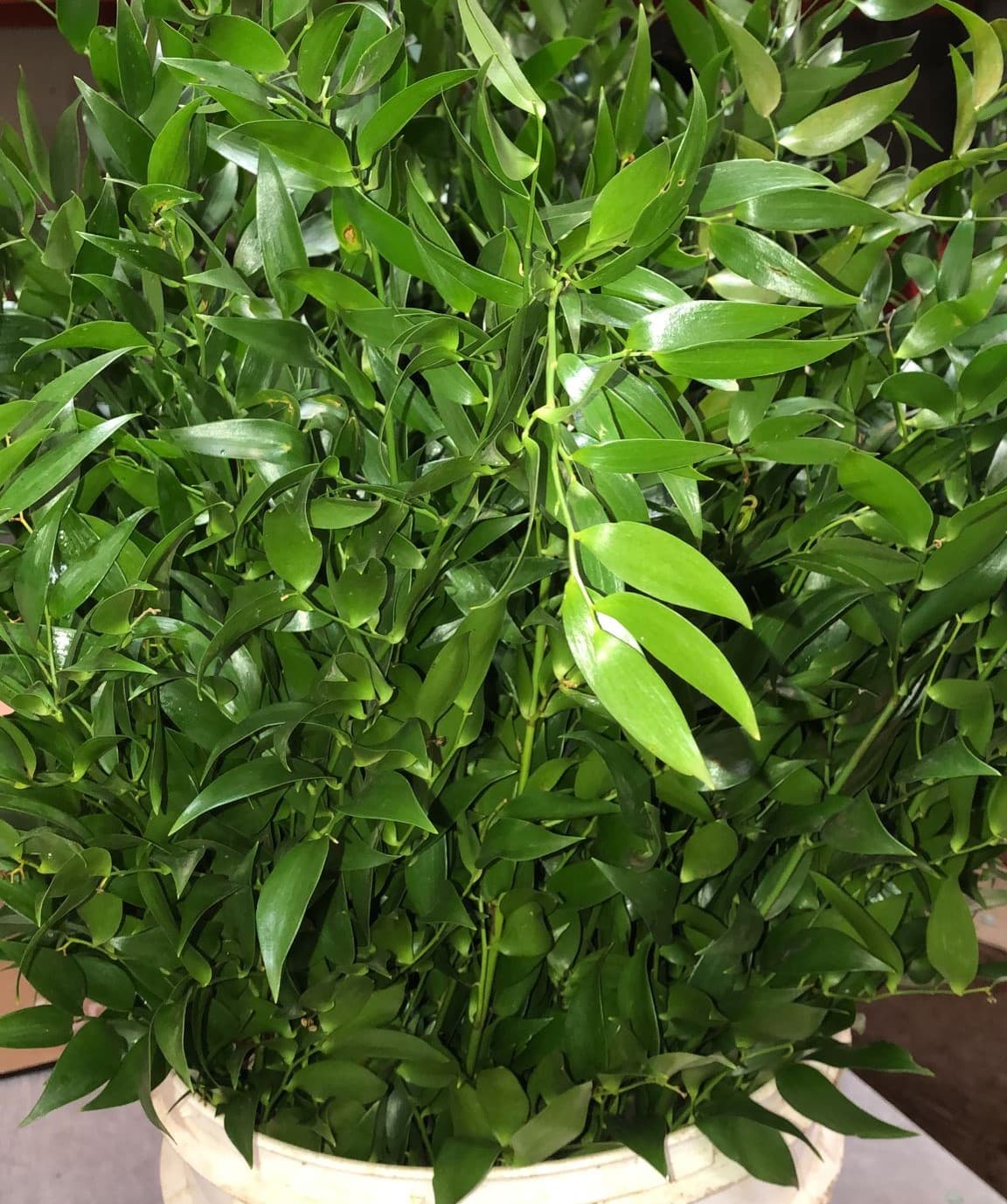 Greens Italian Ruscus Green 80cm 200grm