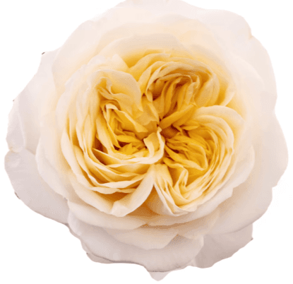 Garden Roses Fatima Cream 60