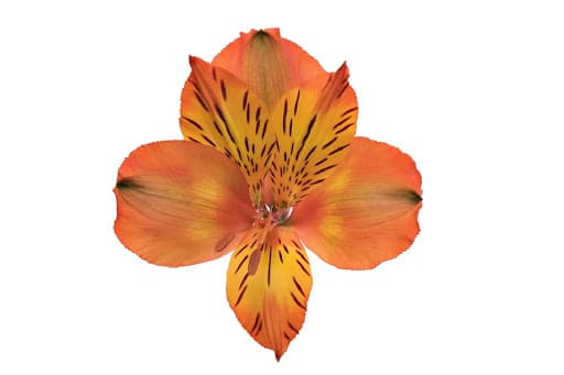 Alstroemeria Jaffa Orange Select