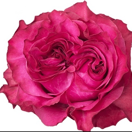 Garden Roses Country Blues Hot Pink 50