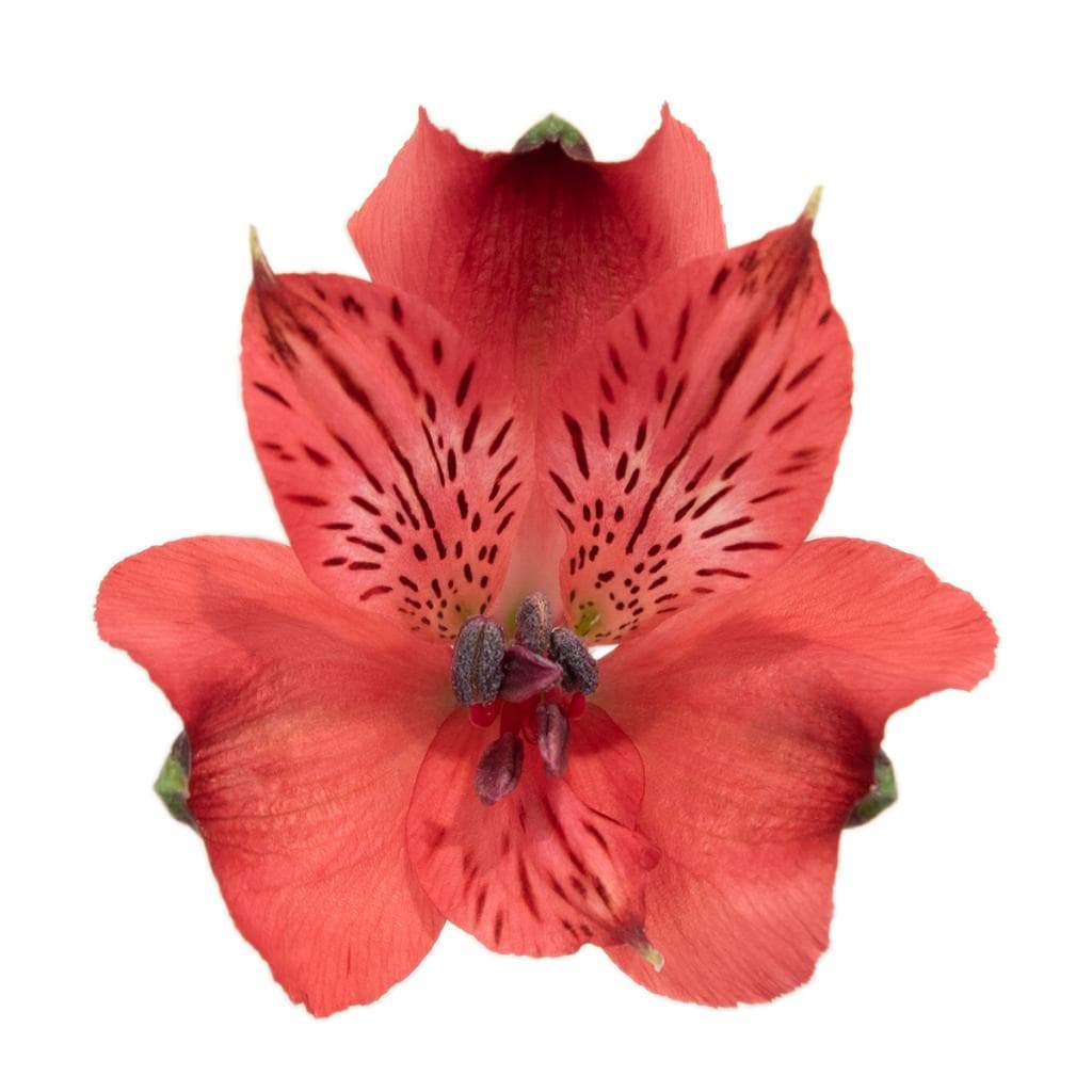 Alstroemeria Romance Red Premium