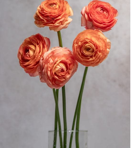Ranunculus Peach-salmon 35