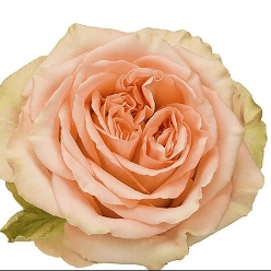 Garden Roses Country Home Peach 60